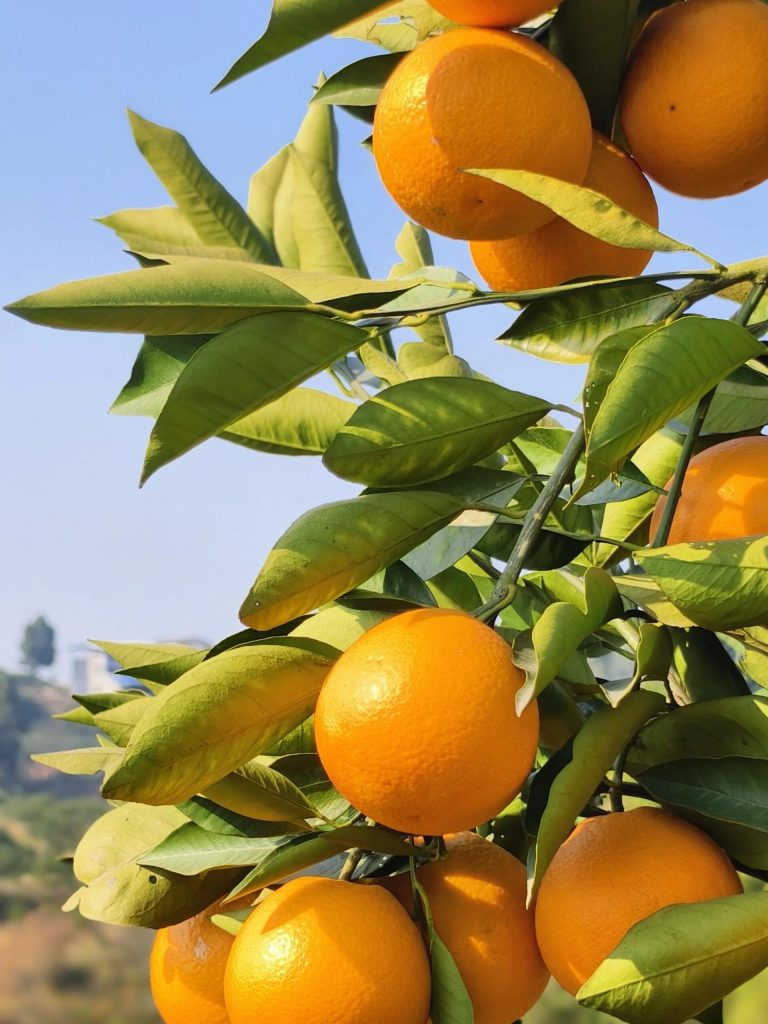 Wholesale Ehime Jelly Oranges: Fresh Mandarin Export Supplier