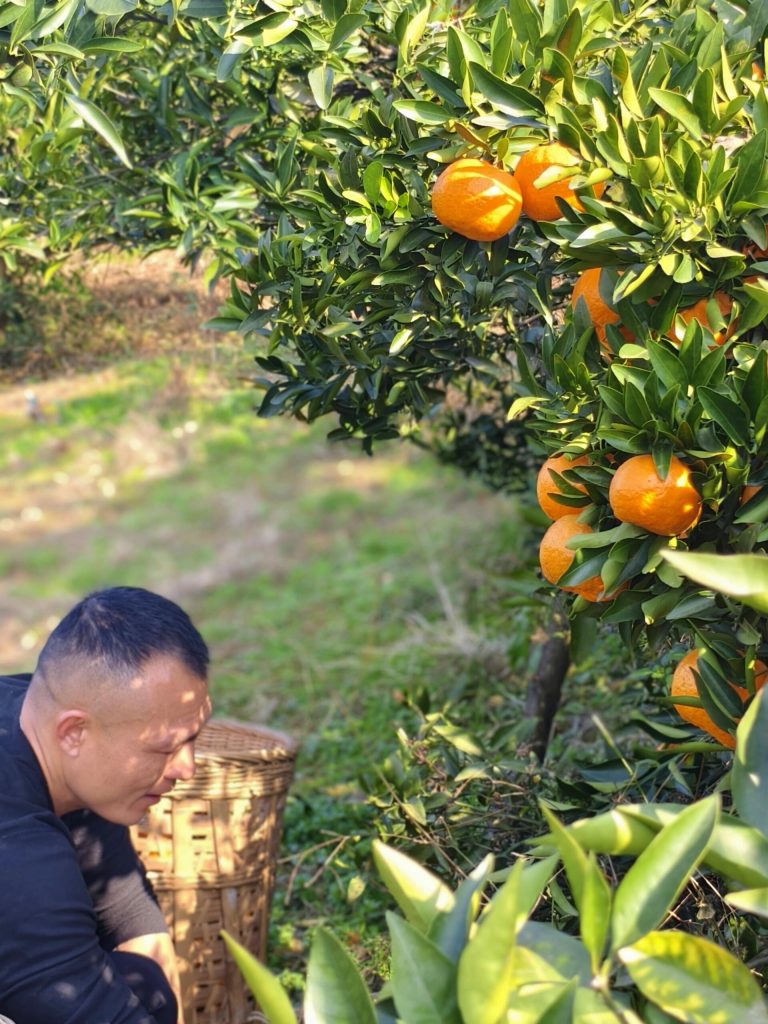 How Certified Orchards Ensure Quality in China’s Late-Season Citrus Exports