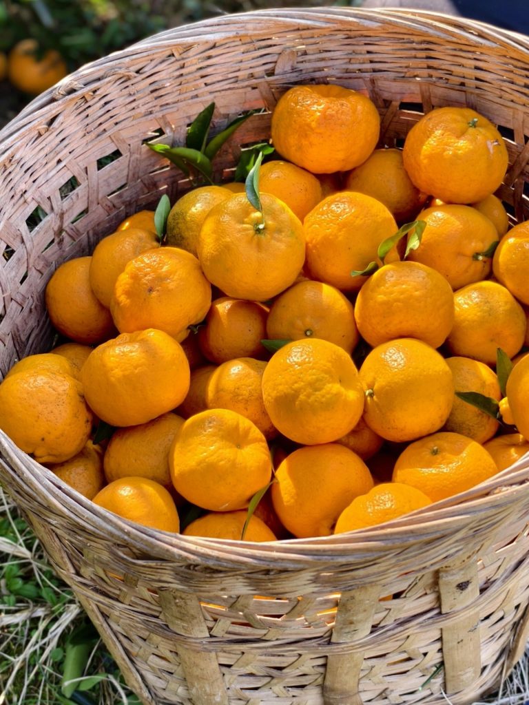 Fresh Seasonal Ehime Jelly Orange: Sweet Mandarin Fruit from China