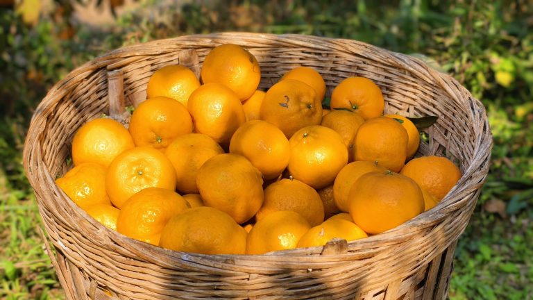 Chun Jian (Papagan) Mandarin Supplier – Fresh Late-Season Citrus Export