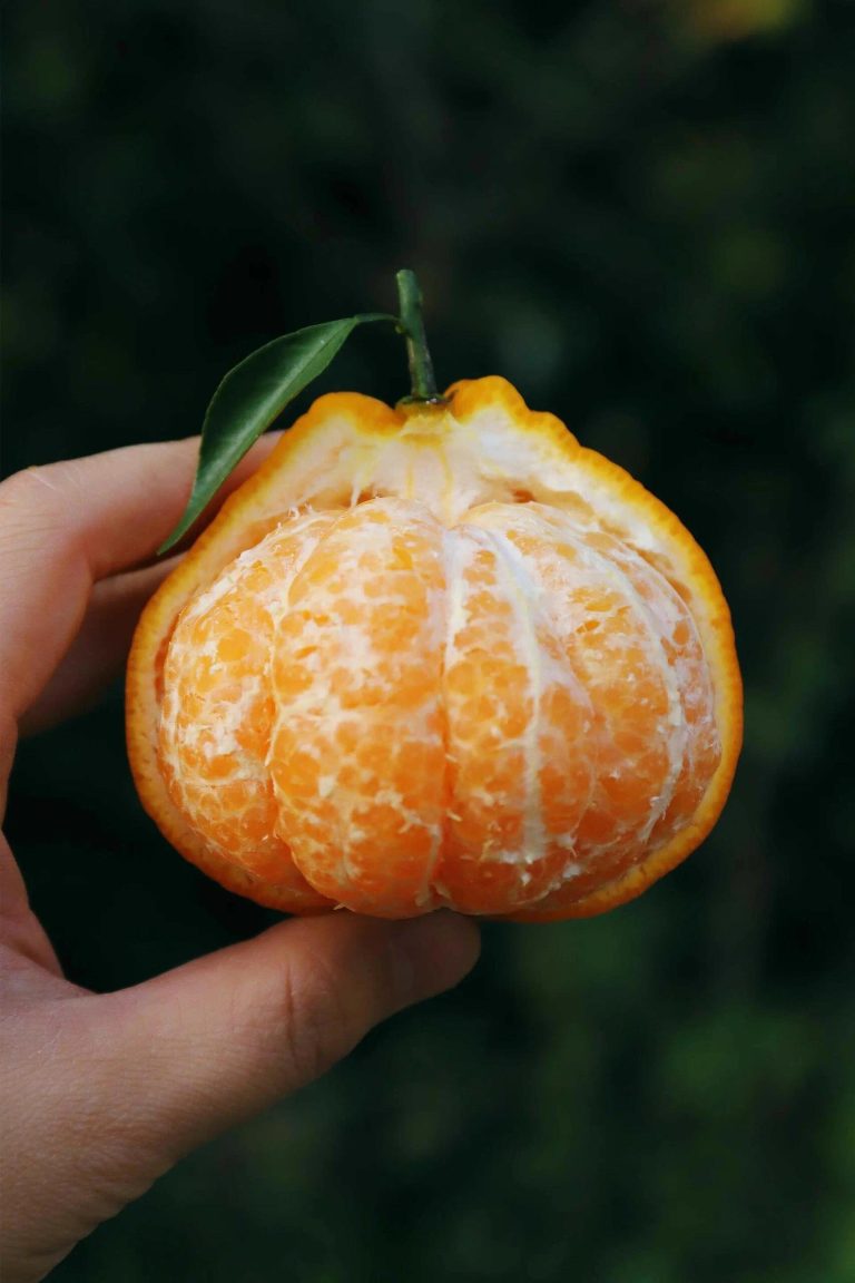 Papagan Orange Wholesale Price – Direct Farm Supply from China