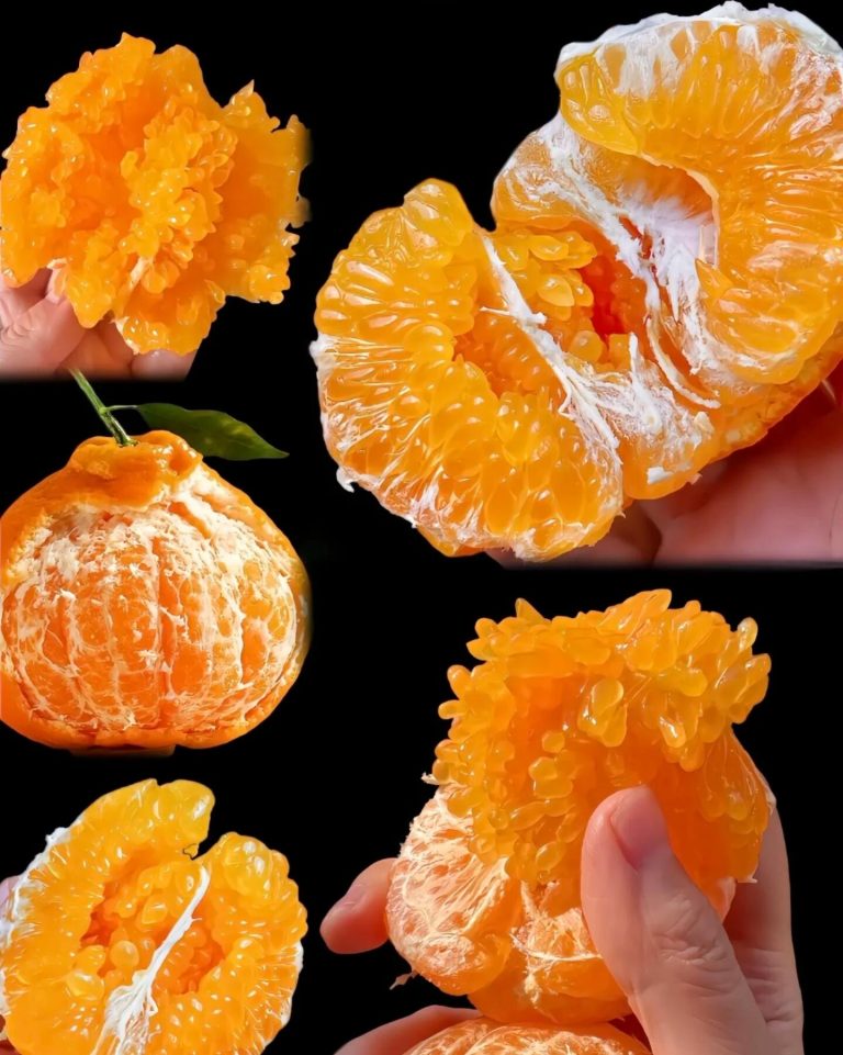 New Season Papagan Mandarin: High-Quality Chinese Citrus Fruit