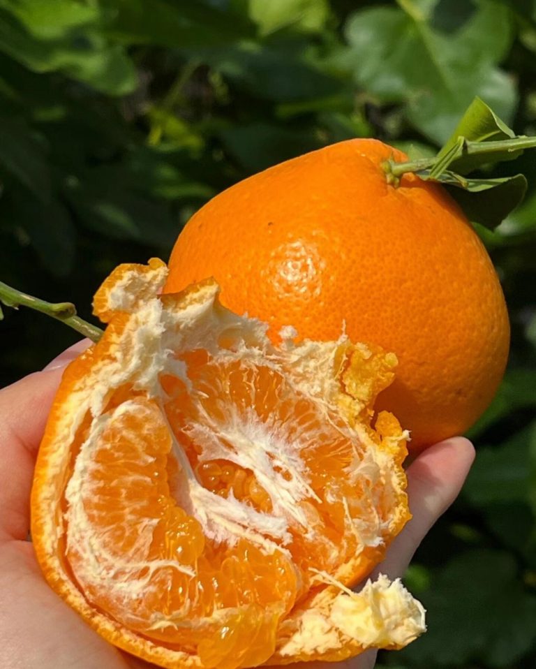 Wholesale Chun Jian Mandarin Orange – Fresh Winter Citrus from China