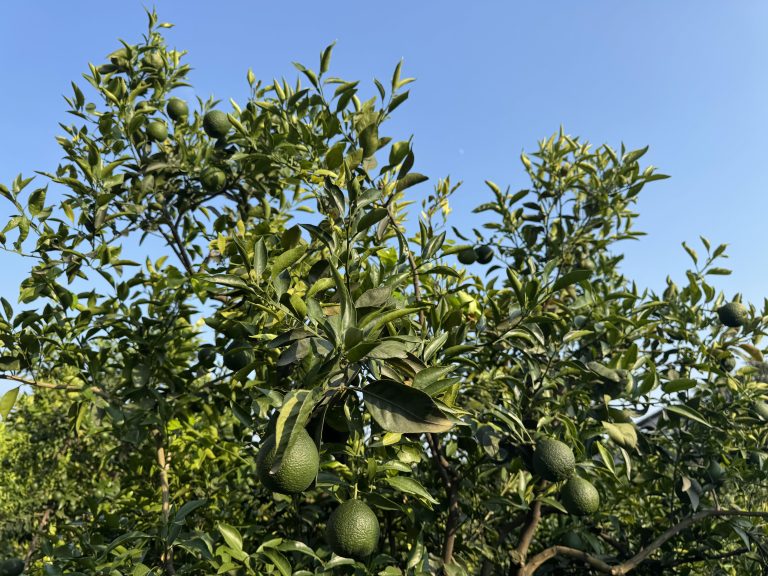 Chunjian Mandarin Orange Export: Why Buyers Prefer This Late-Season Variety