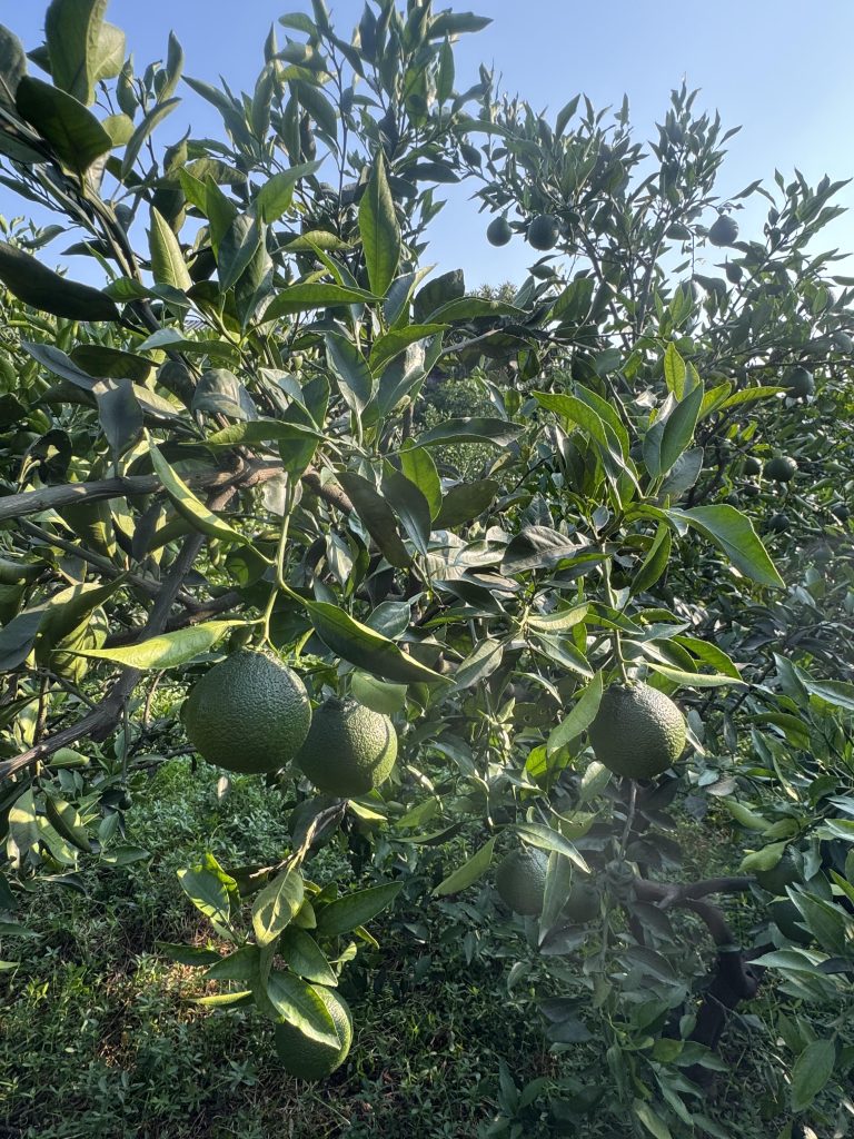 Citrus Orchard Sustainability: Balancing Productivity with Eco-Friendly Farming