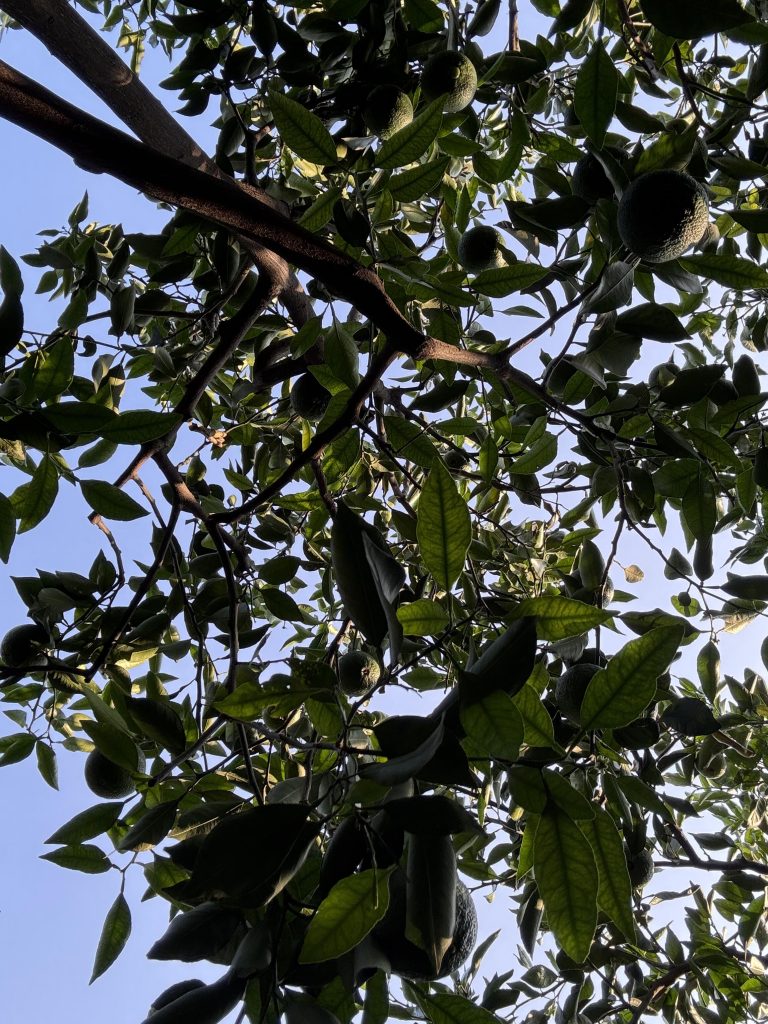 How Chinese Citrus Orchards Ensure Quality for Winter Mandarin Exports