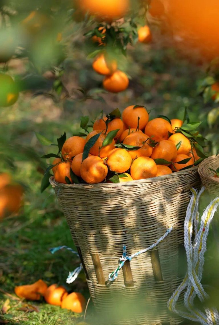 China Citrus Orchard Management – Technology and Tradition for Export Success