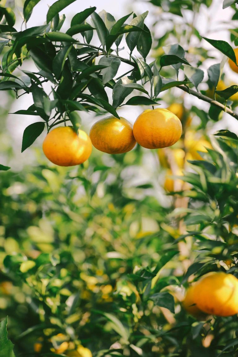 Certified Citrus Orchards in China: Ensuring Quality for Winter Mandarin Export