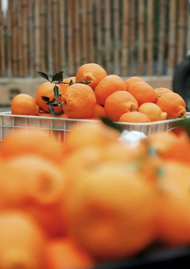 Exporting Papagan Orange: Opportunities in the Middle East and Europe