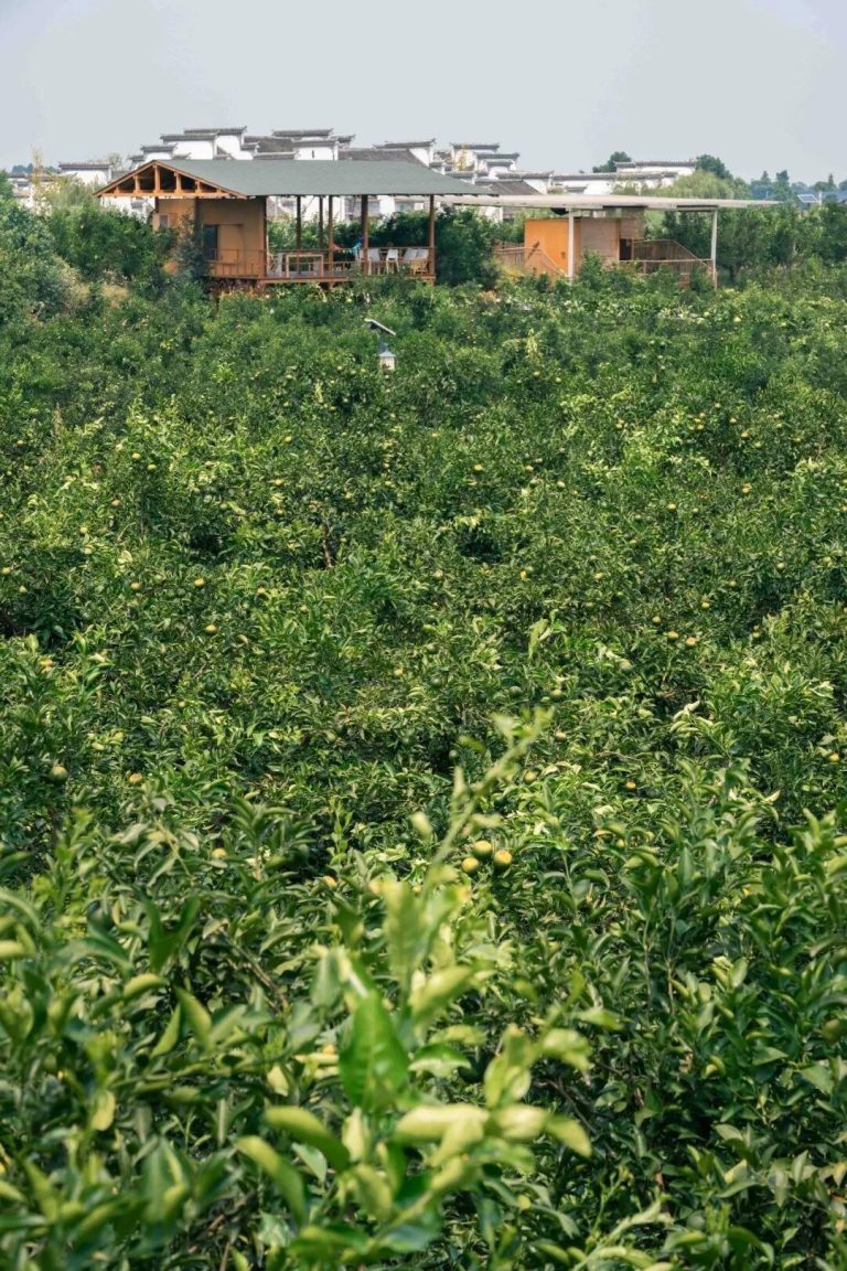 Orchard Branding in China: Building Trust Through Quality Citrus