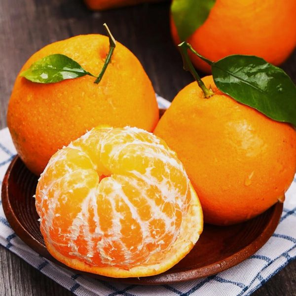 Papagan orange（Chun jian） - Image 6