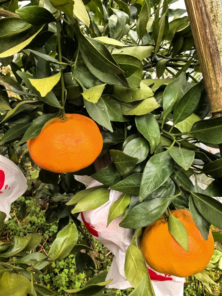 Modern Citrus Orchard Management: Combining Quality and Sustainability