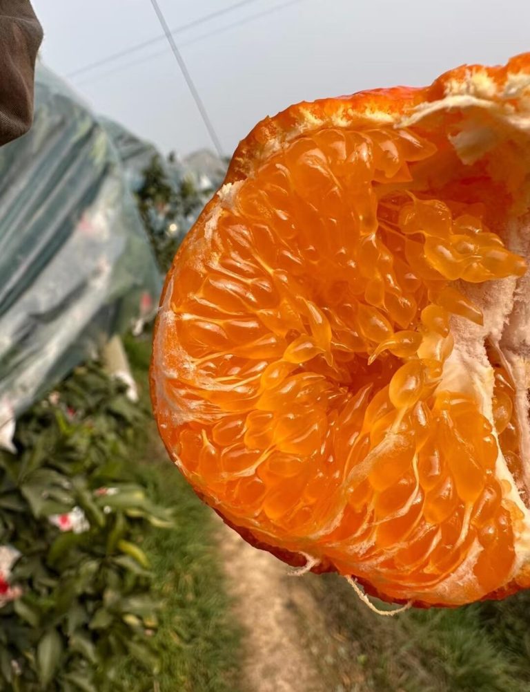 Ganping Mandarin: A Distinctive Late-Maturing Citrus for the Winter Season