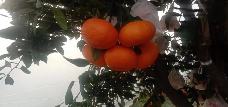 Sweet Kanpei (Ganping) Mandarin with High Sugar Content & Shelf Life