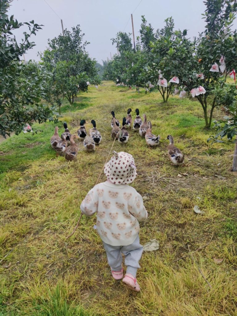 Smart Orchard Management: Combining Technology and Tradition in Citrus Farming