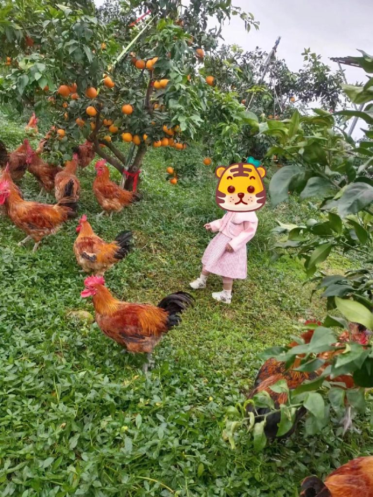 Orchard Certification in China: Ensuring Quality for Global Citrus Exports