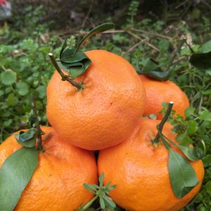 Ganping Mandarin（Kanpei）