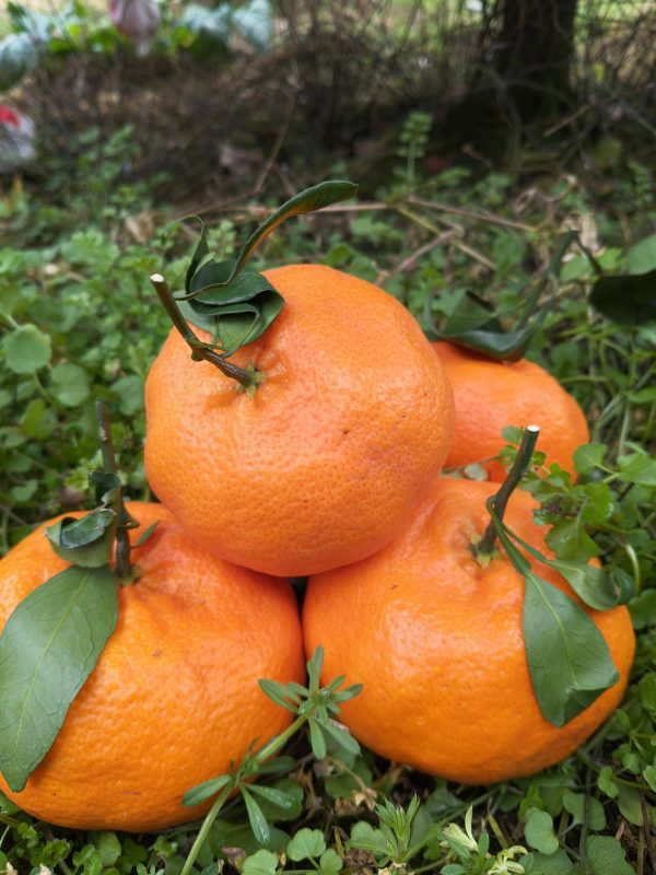 Ganping Mandarin（Kanpei）