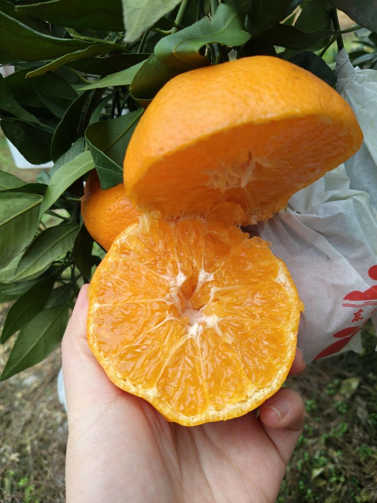 Ganping (Kanpei) Mandarin: Sweet Flavor with Long Storage Life