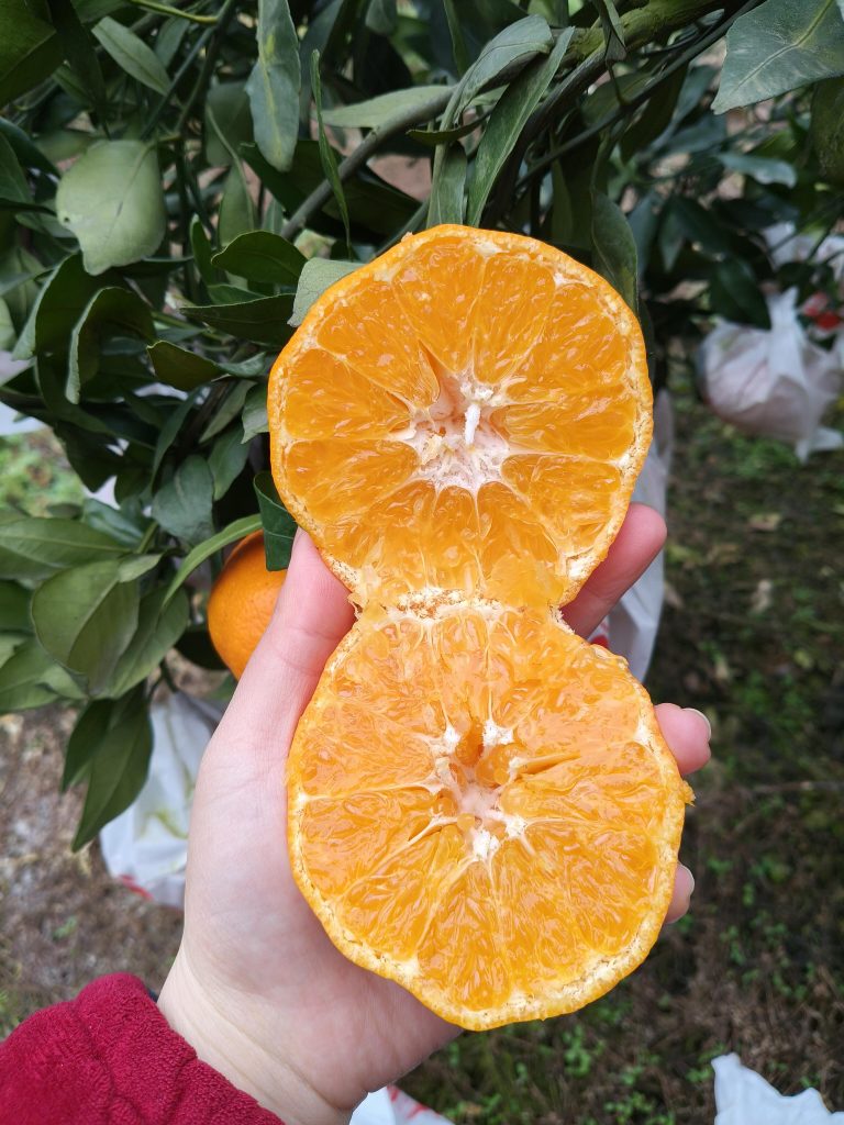 Ganping Mandarin Orange: Sweetness and Shelf Life for Winter Markets