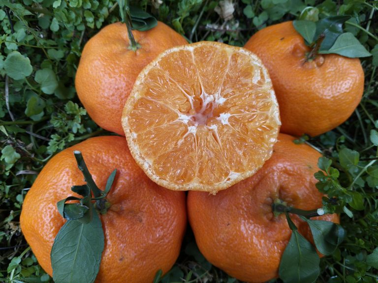 Ganping Mandarin Export: High Sugar Mandarin with Long Shelf Life Advantage