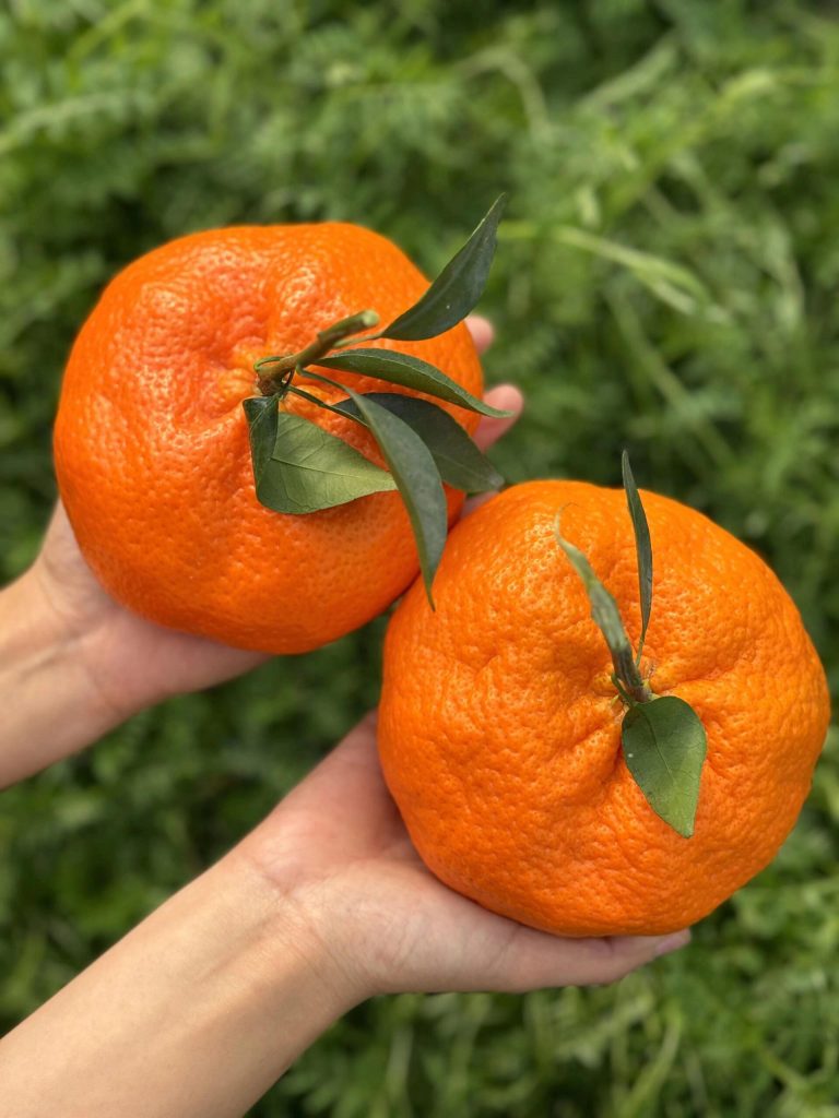 Ganping Mandarin: China’s Premium Late-Season Citrus with Long Shelf Life