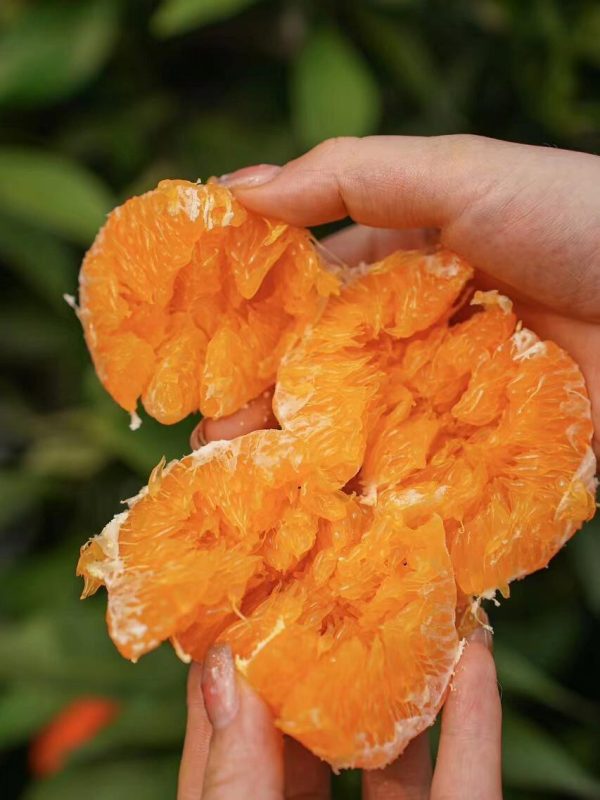 Ganping Mandarin（Kanpei） - Image 2