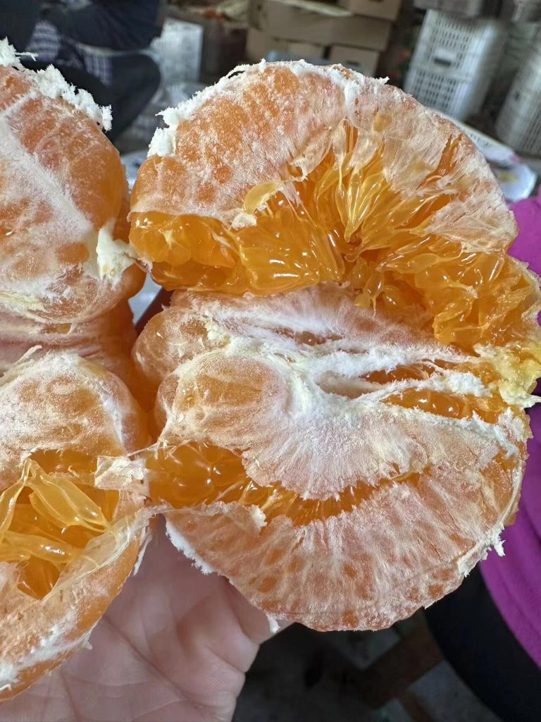 Kanpei (Ganping) Mandarin – Sweet Winter Fruit with Excellent Storage