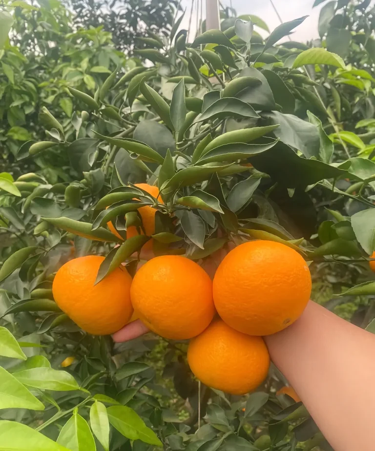 Ehime Jelly Orange from Japan – Luxury Dessert Citrus for Import Markets