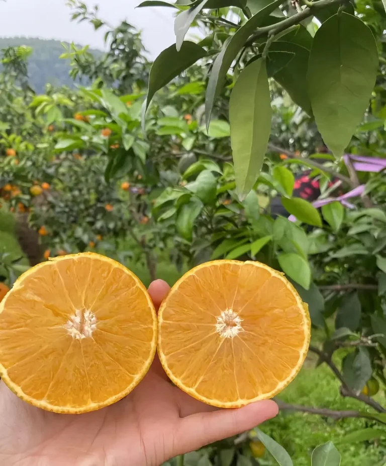 Ehime Jelly Orange Wholesale: Meeting Demand from Southeast Asia