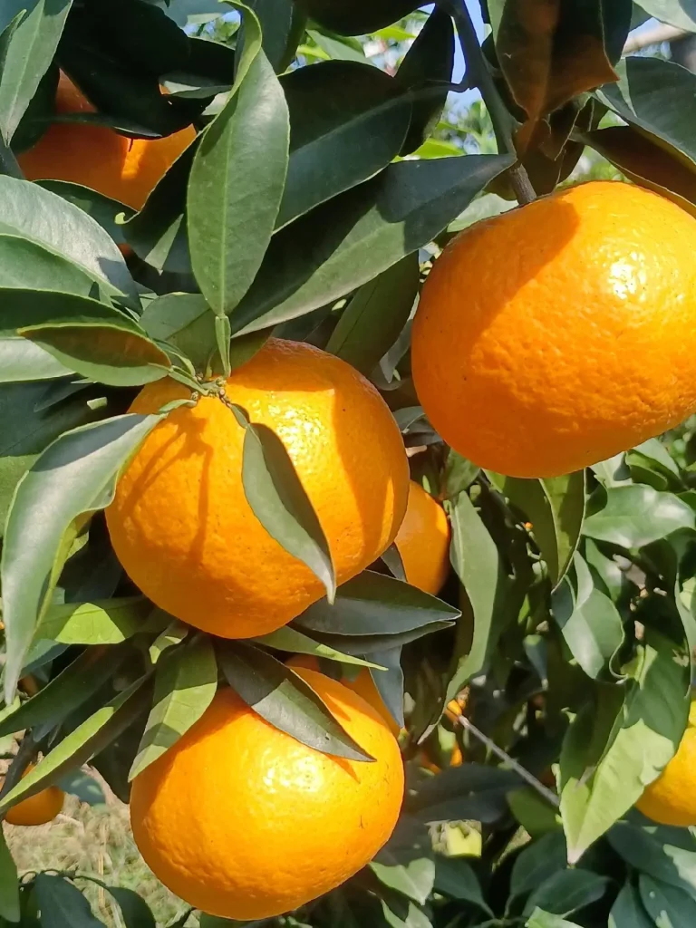 Wholesale Papagan Mandarin from China – Trusted Supplier for Global Buyers
