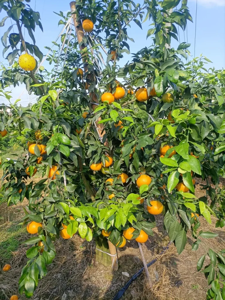 Ehime Jelly Orange: Redefining Sweetness in China’s Mid-Season Citrus Market