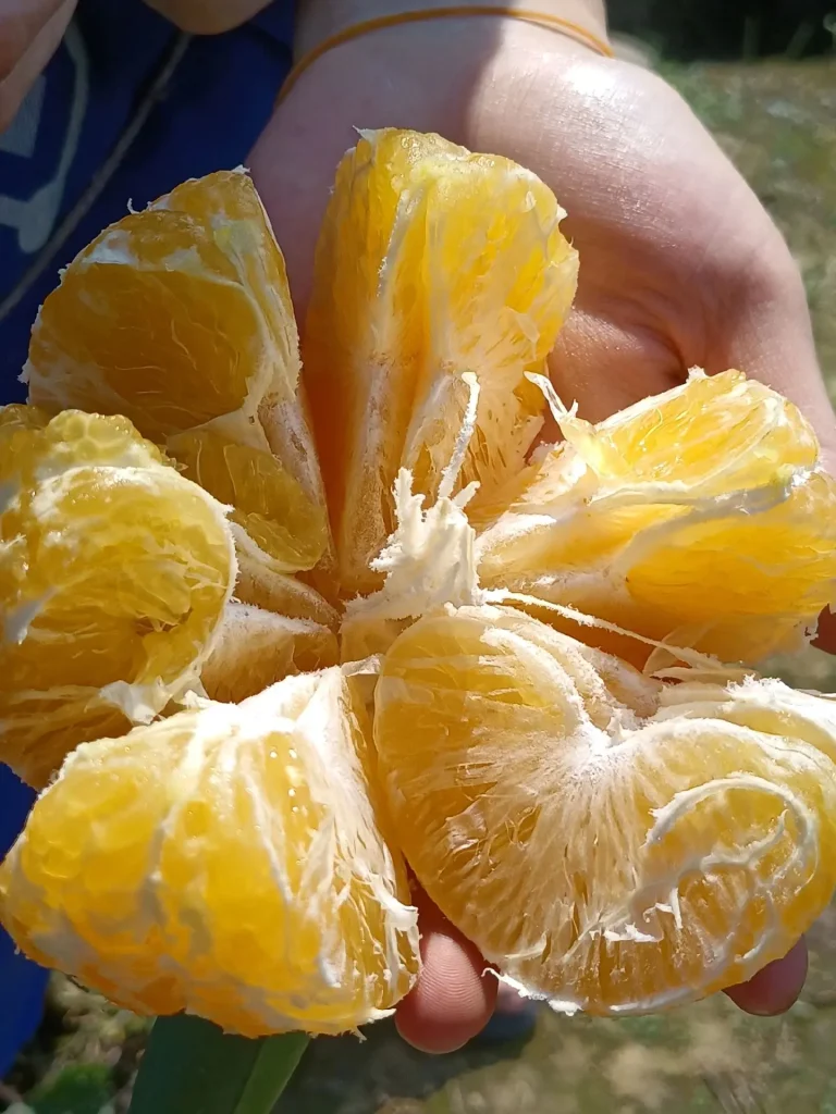 Ehime Jelly Orange Wholesale – Premium Dessert Mandarin for Global Buyers